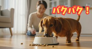 ドックフードやわかを食べる老犬ミニチュアダックスフンド